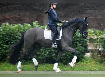 Oldenburgare, Valack, 4 år, 168 cm, Svart