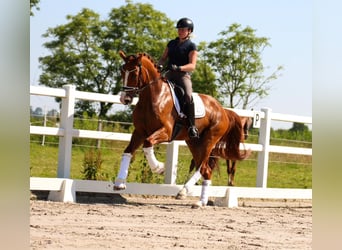 Oldenburgare, Valack, 4 år, 170 cm, fux