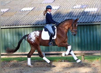 Oldenburgare, Valack, 4 år, 170 cm, Svart