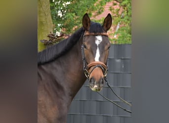 Oldenburgare, Valack, 4 år, 171 cm, Brun