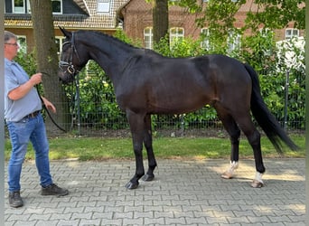 Oldenburgare, Valack, 5 år, 165 cm, Rökfärgad svart