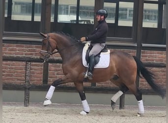 Oldenburgare, Valack, 6 år, 170 cm, Brun
