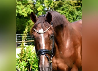Oldenburgare, Valack, 6 år, 170 cm, Fux
