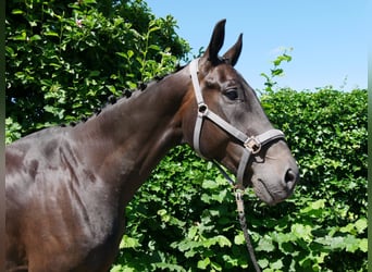 Oldenburgare, Valack, 6 år, 174 cm