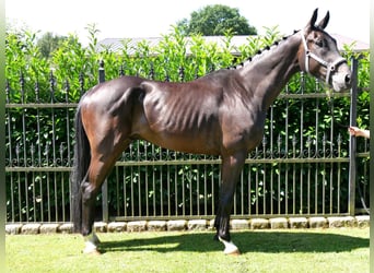 Oldenburgare, Valack, 6 år, 174 cm