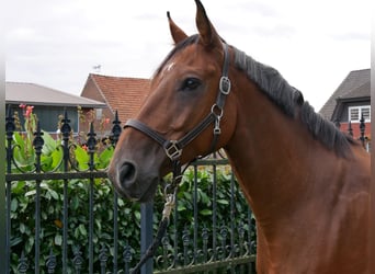 Oldenburgare, Valack, 7 år, 164 cm