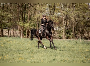 Oldenburgare, Valack, 7 år, 167 cm, Svart