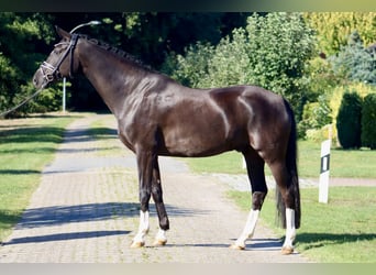 Oldenburgare, Valack, 7 år, 170 cm, Svart