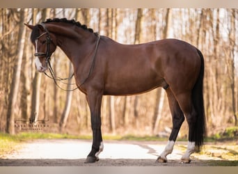 Oldenburgare, Valack, 8 år, 175 cm, Brun