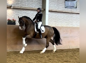 Oldenburgare, Valack, 8 år, 175 cm, Brun