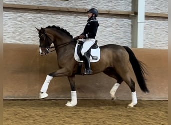 Oldenburgare, Valack, 8 år, 175 cm, Brun
