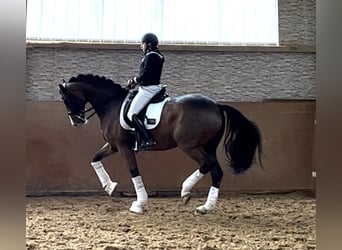 Oldenburgare, Valack, 8 år, 175 cm, Brun