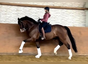 Oldenburgare, Valack, 8 år, 175 cm, Brun