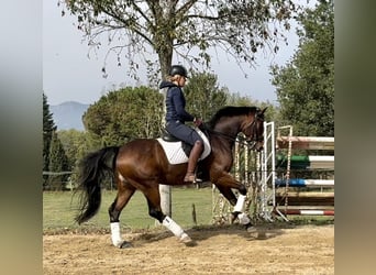 Oldenburger, Wallach, 9 Jahre, 167 cm, Brauner