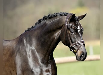 Oldenburgare, Valack, 9 år, 175 cm, Rökfärgad svart