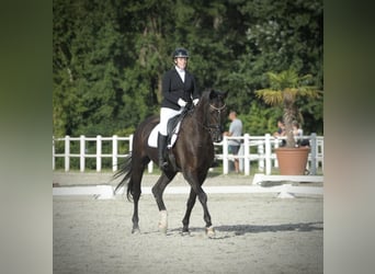 Oldenburgare, Valack, 9 år, 177 cm, Rökfärgad svart