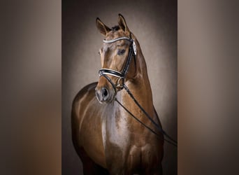 Oldenburger, Hengst, 10 Jaar, 170 cm, Donkerbruin