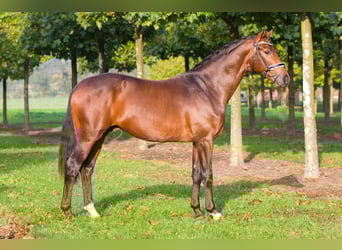 Oldenburger, Hengst, 10 Jaar, 170 cm, Donkerbruin