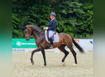 Oldenburger, Hengst, 10 Jahre, 170 cm, Dunkelbrauner