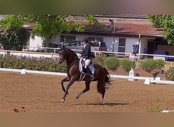 Oldenburger, Hengst, 11 Jaar, 170 cm, Bruin