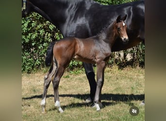 Oldenburger, Hengst, 11 Jaar, 170 cm, Bruin