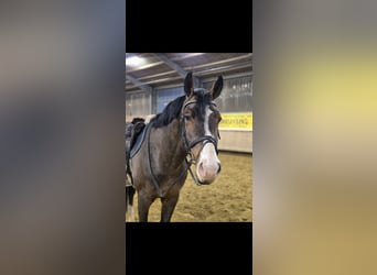 Oldenburger, Hengst, 11 Jaar, 174 cm, Bruin