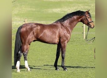 Oldenburger, Hengst, 11 Jahre, 170 cm, Brauner