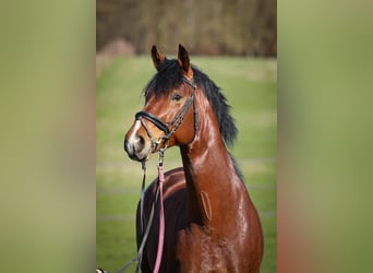 Oldenburger, Hengst, 11 Jahre, 170 cm, Brauner
