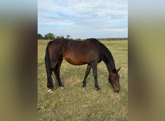 Oldenburger, Hengst, 11 Jahre, 170 cm, Dunkelbrauner