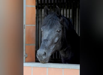 Oldenburger, Hengst, 12 Jahre, 171 cm, Rappe