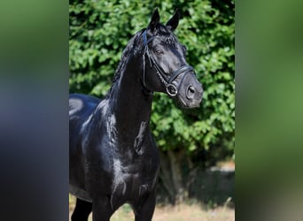 Oldenburger, Hengst, 12 Jahre, 171 cm, Rappe