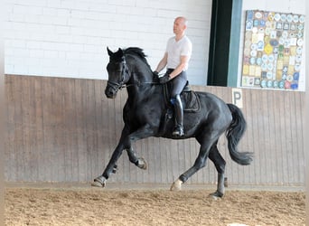 Oldenburger, Hengst, 12 Jahre, 171 cm, Rappe
