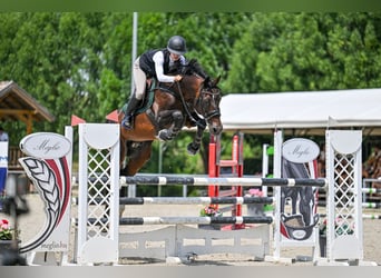 Oldenburger, Hengst, 13 Jahre, 168 cm, Dunkelbrauner