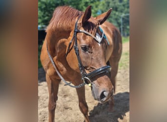 Oldenburger Mix, Hengst, 15 Jaar, 169 cm, Vos