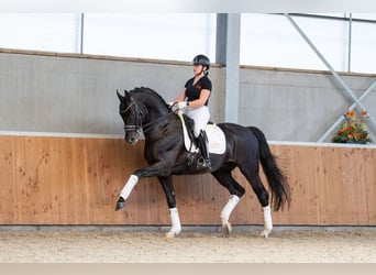 Oldenburger, Hengst, 18 Jaar, 167 cm, Zwart