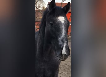 Oldenburger, Hengst, 1 Jaar, 147 cm, Schimmel