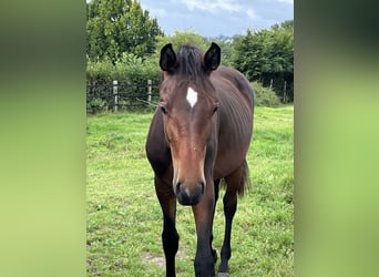 Oldenburger, Hengst, 1 Jaar, 155 cm, Bruin