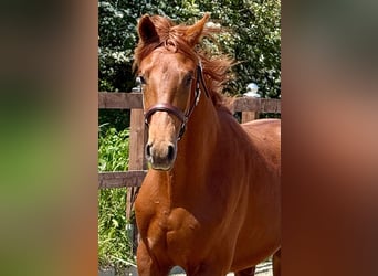 Oldenburger, Hengst, 1 Jaar, 159 cm, Donkere-vos