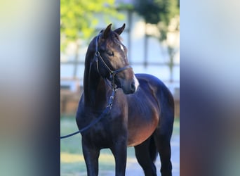 Oldenburger, Hengst, 1 Jaar, 162 cm, Roodbruin