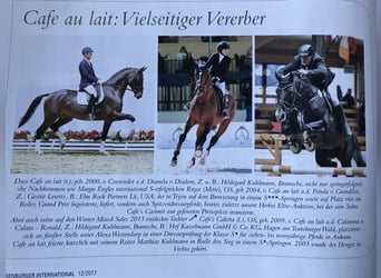 Oldenburger, Hengst, 1 Jaar, 169 cm, Donkerbruin