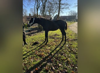 Oldenburger, Hengst, 1 Jaar, 170 cm, Bruin