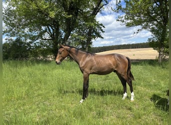 Oldenburger, Hengst, 1 Jaar, 170 cm, Bruin