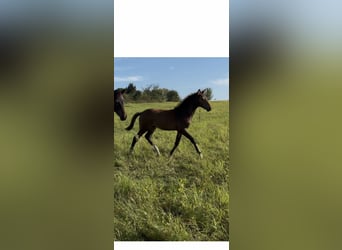 Oldenburger, Hengst, 1 Jaar, 170 cm, Bruin