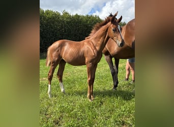 Oldenburger, Hengst, 1 Jaar, 170 cm, Donkere-vos