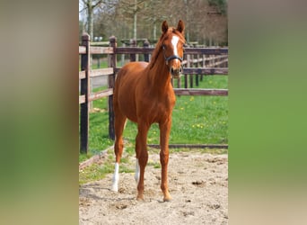 Oldenburger, Hengst, 1 Jaar, 170 cm, Donkere-vos