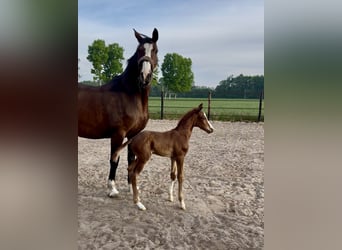 Oldenburger, Hengst, 1 Jaar, 170 cm, Donkere-vos