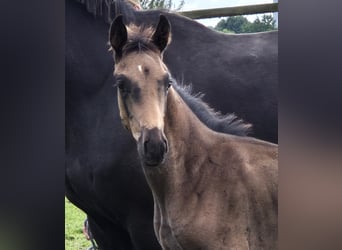 Oldenburger, Hengst, 1 Jaar, 170 cm, Zwartbruin