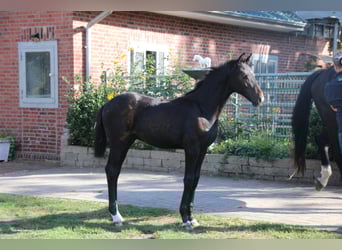 Oldenburger, Hengst, 1 Jaar, 170 cm, Zwartbruin