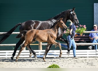 Oldenburger, Hengst, 1 Jaar, 171 cm