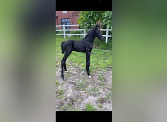 Oldenburger, Hengst, 1 Jaar, 171 cm, kan schimmel zijn